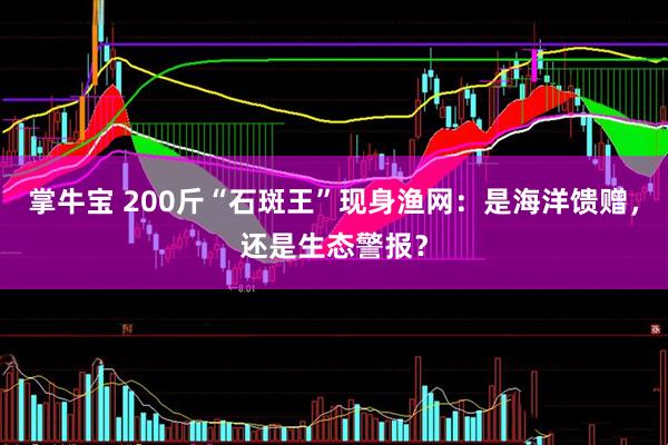 掌牛宝 200斤“石斑王”现身渔网:是海洋馈赠,还是生态警报?